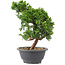 Juniperus chinensis Itoigawa, 26 cm, ± 9 years old