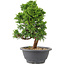 Juniperus chinensis Itoigawa, 26 cm, ± 9 anni
