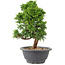 Juniperus chinensis Itoigawa, 26 cm, ± 9 Jahre alt