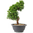 Juniperus chinensis Itoigawa, 26 cm, ± 9 ans