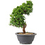 Juniperus chinensis Itoigawa, 26 cm, ± 9 jaar oud