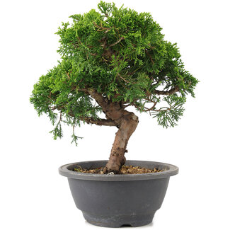 Juniperus chinensis Itoigawa, 22 cm, ± 9 Jahre alt