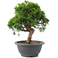 Juniperus chinensis Itoigawa, 22 cm, ± 9 ans