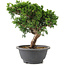 Juniperus chinensis Itoigawa, 22 cm, ± 9 anni