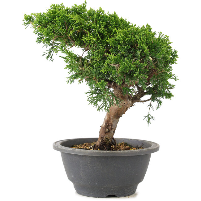 Juniperus chinensis Itoigawa, 22 cm, ± 9 años