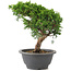 Juniperus chinensis Itoigawa, 22 cm, ± 9 ans