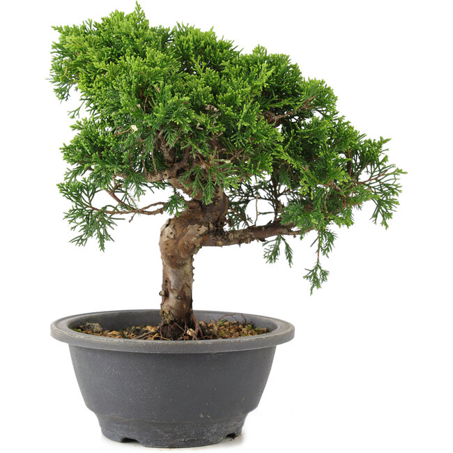 Juniperus chinensis Itoigawa, 22 cm, ± 9 anni