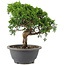 Juniperus chinensis Itoigawa, 22 cm, ± 9 años