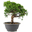 Juniperus chinensis Itoigawa, 22 cm, ± 9 Jahre alt