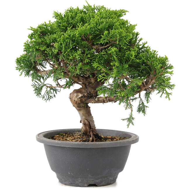 Juniperus chinensis Itoigawa, 22 cm, ± 9 ans