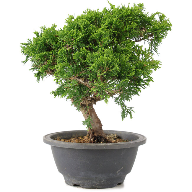 Juniperus chinensis Itoigawa, 22 cm, ± 9 ans