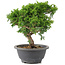 Juniperus chinensis Itoigawa, 22 cm, ± 9 ans