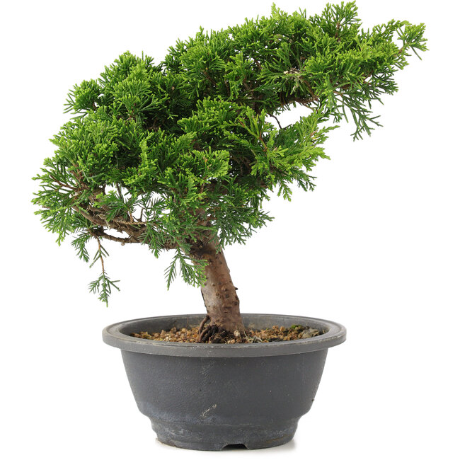 Juniperus chinensis Itoigawa, 22 cm, ± 9 años