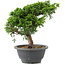 Juniperus chinensis Itoigawa, 22 cm, ± 9 ans