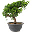 Juniperus chinensis Itoigawa, 22 cm, ± 9 Jahre alt