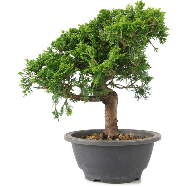Juniperus chinensis Itoigawa, 22 cm, ± 9 jaar oud
