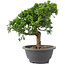 Juniperus chinensis Itoigawa, 22 cm, ± 9 Jahre alt