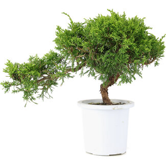 Juniperus chinensis Itoigawa, 18 cm, ± 8 años
