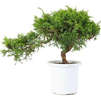 Juniperus chinensis Itoigawa, 18 cm, ± 8 jaar oud