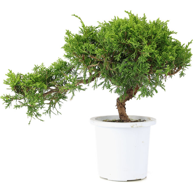 Juniperus chinensis Itoigawa, 18 cm, ± 8 Jahre alt