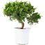 Juniperus chinensis Itoigawa, 18 cm, ± 8 anni