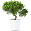 Juniperus chinensis Itoigawa, 18 cm, ± 8 ans