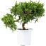 Juniperus chinensis Itoigawa, 18 cm, ± 8 anni