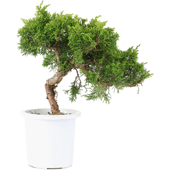 Juniperus chinensis Itoigawa, 20,5 cm, ± 8 Jahre alt