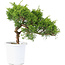 Juniperus chinensis Itoigawa, 20,5 cm, ± 8 años