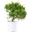 Juniperus chinensis Itoigawa, 20,5 cm, ± 8 Jahre alt