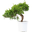 Juniperus chinensis Itoigawa, 20,5 cm, ± 8 Jahre alt