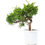 Juniperus chinensis Itoigawa, 20,5 cm, ± 8 years old