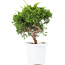 Juniperus chinensis Itoigawa, 20,5 cm, ± 8 años
