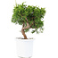 Juniperus chinensis Itoigawa, 20,5 cm, ± 8 ans