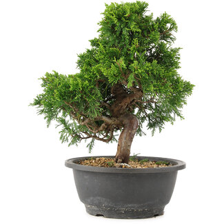 Juniperus chinensis Itoigawa, 27,5 cm, ± 15 años