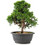 Juniperus chinensis Itoigawa, 27,5 cm, ± 15 Jahre alt