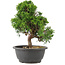 Juniperus chinensis Itoigawa, 27,5 cm, ± 15 ans