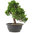 Juniperus chinensis Itoigawa, 27,5 cm, ± 15 anni