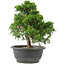 Juniperus chinensis Itoigawa, 27,5 cm, ± 15 jaar oud