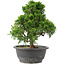 Juniperus chinensis Itoigawa, 27,5 cm, ± 15 ans