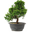 Juniperus chinensis Itoigawa, 27,5 cm, ± 15 años