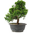 Juniperus chinensis Itoigawa, 27,5 cm, ± 15 ans