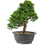 Juniperus chinensis Itoigawa, 27,5 cm, ± 15 anni