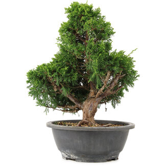 Juniperus chinensis Itoigawa, 32 cm, ± 15 años