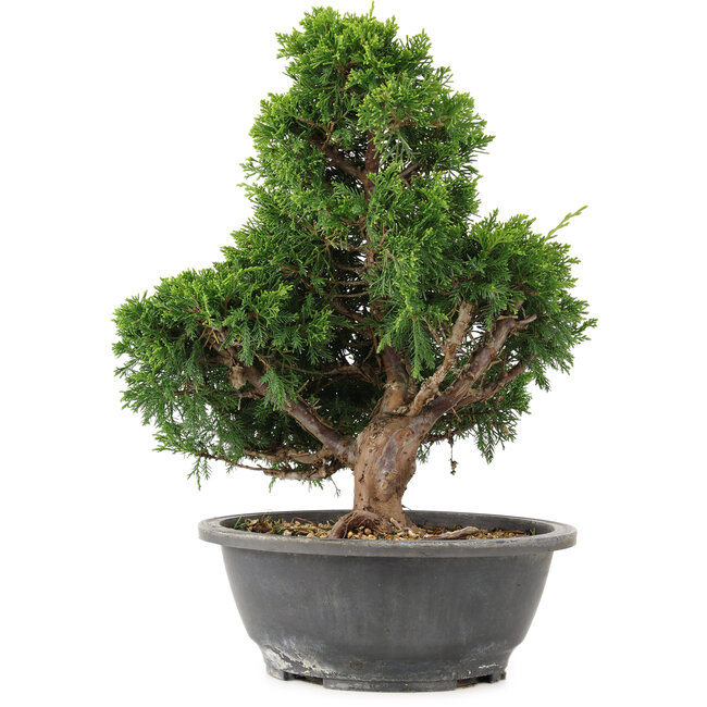 Juniperus chinensis Itoigawa, 32 cm, ± 15 anni