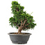 Juniperus chinensis Itoigawa, 32 cm, ± 15 anni