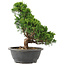 Juniperus chinensis Itoigawa, 32 cm, ± 15 jaar oud