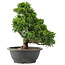 Juniperus chinensis Itoigawa, 32 cm, ± 15 anni