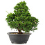 Juniperus chinensis Itoigawa, 32 cm, ± 15 jaar oud