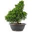 Juniperus chinensis Itoigawa, 32 cm, ± 15 ans